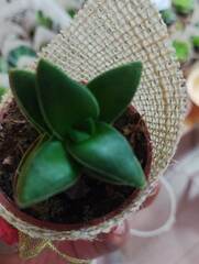 Callisia navicularis