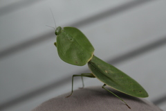Choeradodis rhombicollis