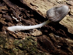 Coprinopsis cinerea