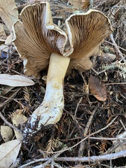 Cortinarius infractus