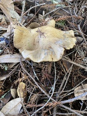 Cortinarius infractus