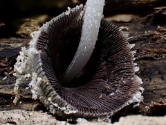 Coprinopsis cinerea
