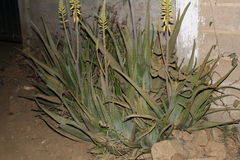 Aloe vera