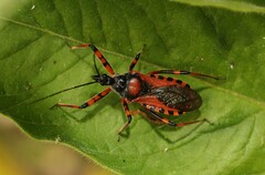Rhynocoris iracundus