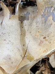 Cortinarius infractus