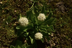 Valeriana macrorhiza