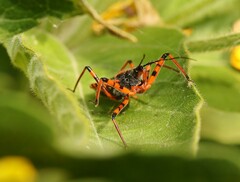 Rhynocoris iracundus
