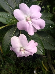 Impatiens sodenii