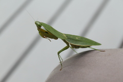Choeradodis rhombicollis