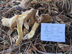 Cortinarius infractus