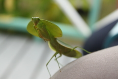 Choeradodis rhombicollis