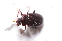 Anaedus