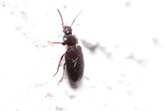 Anaedus