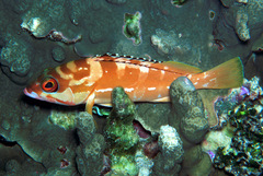 Epinephelus fasciatus