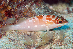 Epinephelus fasciatus