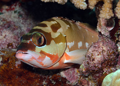 Epinephelus fasciatus
