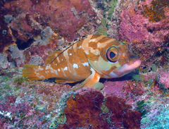 Epinephelus fasciatus