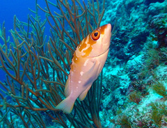 Epinephelus fasciatus