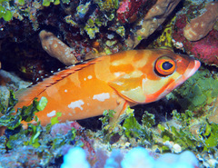 Epinephelus fasciatus