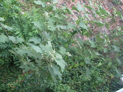 Leptostemonum