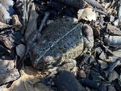 Anaxyrus boreas halophilus