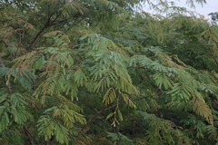 Lysiloma divaricatum