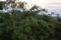 Lysiloma divaricatum