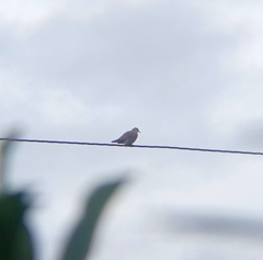 Streptopelia tranquebarica