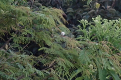 Lysiloma divaricatum