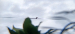 Streptopelia tranquebarica