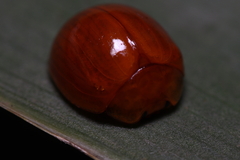 Chilocorus circumdatus