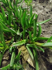 Carpobrotus edulis