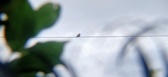 Streptopelia tranquebarica
