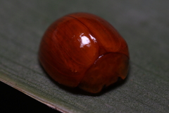 Chilocorus circumdatus