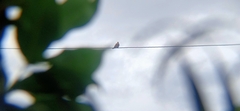 Streptopelia tranquebarica