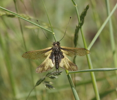 Libelloides coccajus