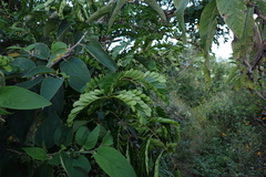Tamarindus indica