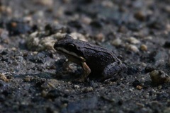 Leptodactylus albilabris