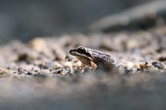 Leptodactylus albilabris