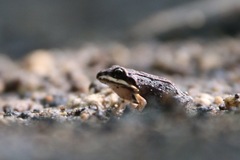 Leptodactylus albilabris
