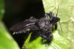Harpactorinae