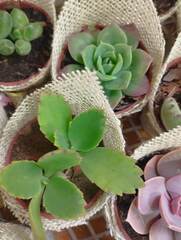 Kalanchoe fedtschenkoi