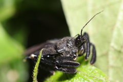 Harpactorinae