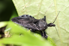 Harpactorinae