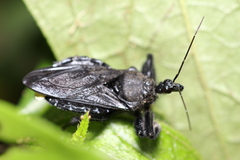 Harpactorinae