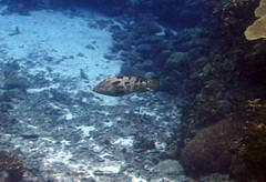 Epinephelus fuscoguttatus