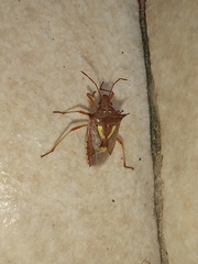 Oebalus