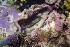 Epinephelus