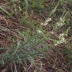 Silene tatarica