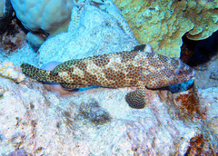 Epinephelus